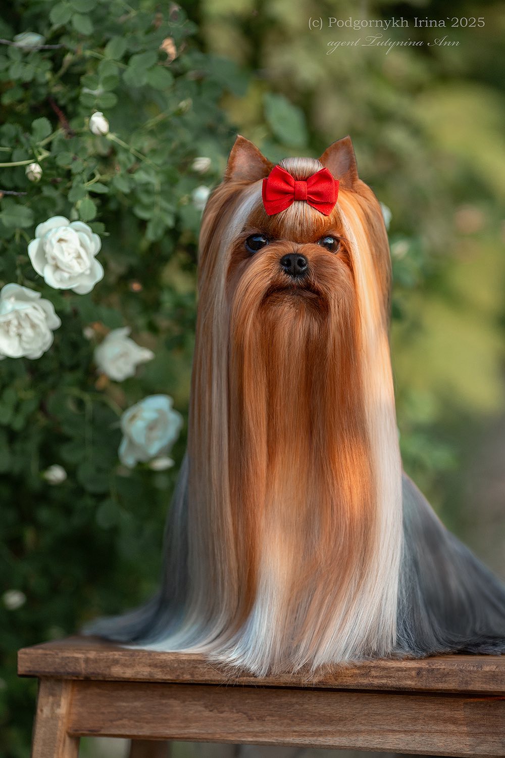 Laranta LARANTA FLEUR FORSYTE &mdash; Labaza DogPedigree YorkshireTerrier